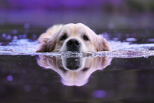 Hond water