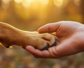 hond legt poot in mensenhand