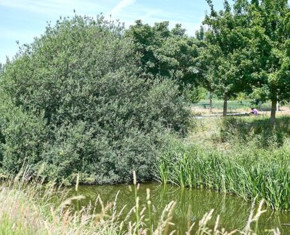 groene omgeving op site Schiervelde met waterplas, groene berm en bomen